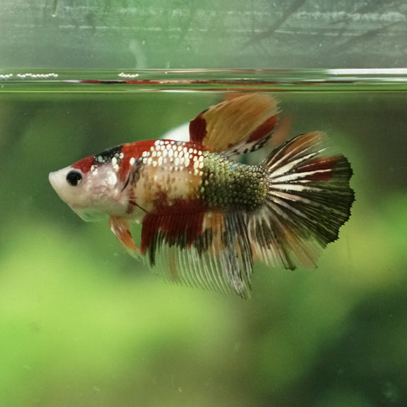 Multicolor/ Galaxy Koi Halfmoon - Female- 14 Weeks Old