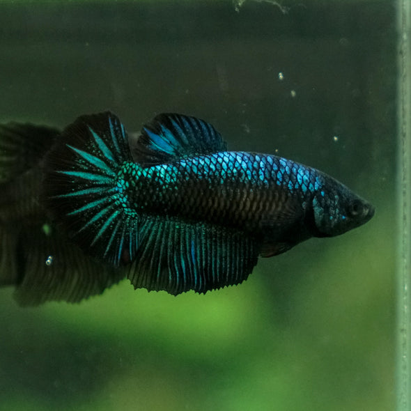 Black Galaxy Koi (Avatar) Halfmoon - Female- 13 Weeks Old