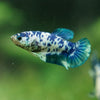 Blue/Green Dalmatian Plakat- Female