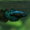 Black Galaxy Koi (Avatar) Halfmoon - Female- 13 Weeks Old