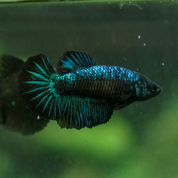 Black Galaxy Koi (Avatar) Halfmoon - Female- 13 Weeks Old