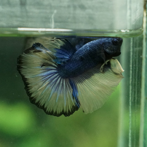 Halfmoon - 11 weeks old