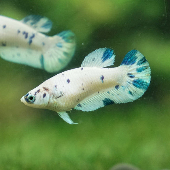 Blue/Green Dalmatian Plakat- Female