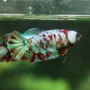 Multicolor/ Galaxy Koi Plakat- Female- 13 Weeks Old