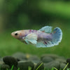 Candy Koi Plakat- Female- 9 Weeks Old