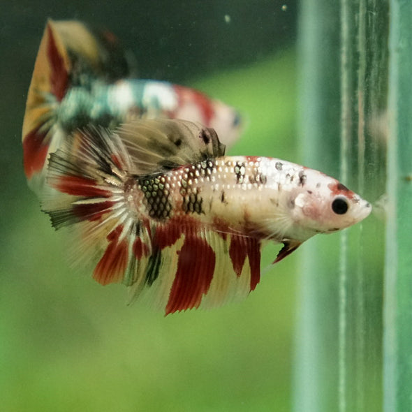 Multicolor/ Galaxy Koi Halfmoon - Female- 14 Weeks Old