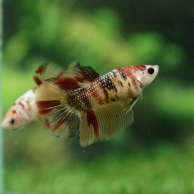 Multicolor/ Galaxy Koi Halfmoon - Female- 13 Weeks Old
