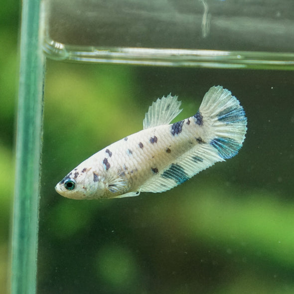 Blue/Green Dalmatian Plakat- Female