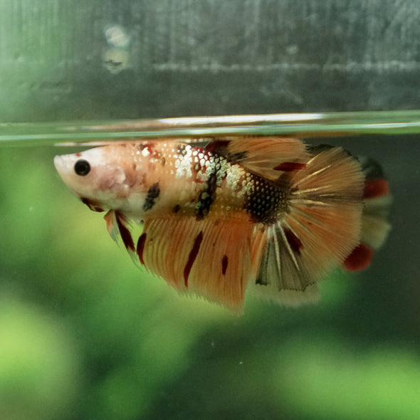 Multicolor/ Galaxy Koi Halfmoon - Female- 13 Weeks Old