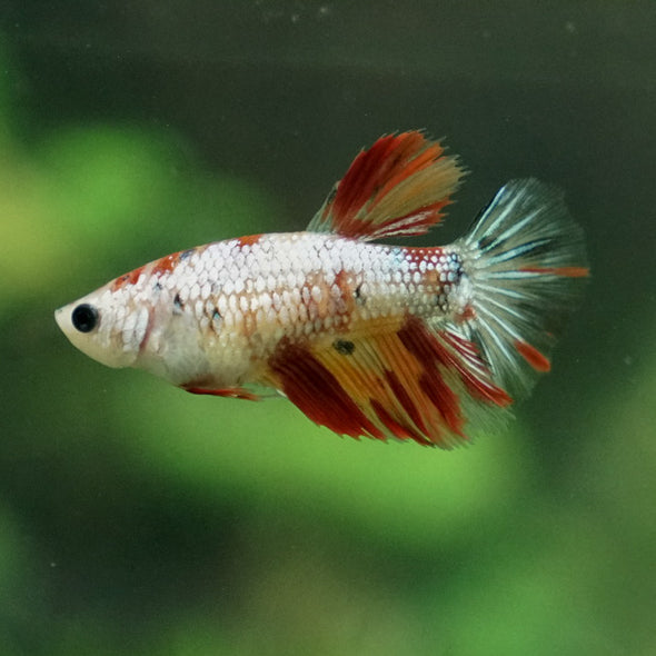 Multicolor/ Galaxy Koi Halfmoon - Female- 13 Weeks Old