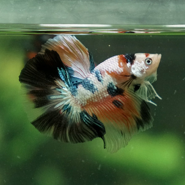 Candy/Galaxy Koi Halfmoon - 11 weeks old