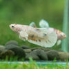 Candy Koi Plakat- Female- 9 Weeks Old