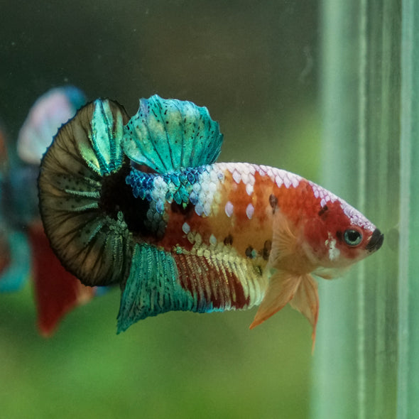 Multicolor/Galaxy Koi Plakat -13 weeks Old