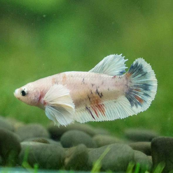 Candy Koi Plakat- Female- 9 Weeks Old