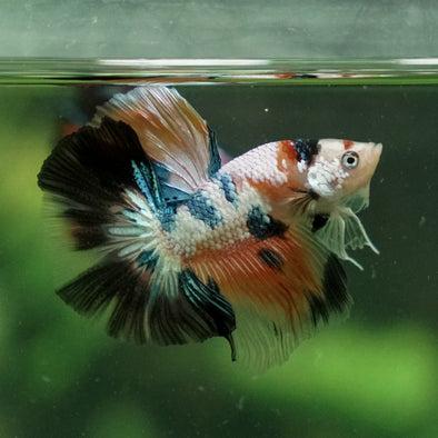 Candy/Galaxy Koi Halfmoon - 11 weeks old