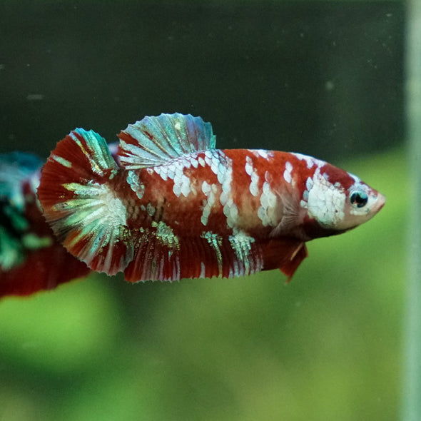 Multicolor/ Galaxy Koi Plakat- Female- 13 Weeks Old