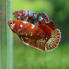 Multicolor/ Galaxy Koi Plakat- Female- 13 Weeks Old