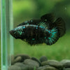 Black Galaxy Koi (Avatar) Halfmoon - Female- 13 Weeks Old