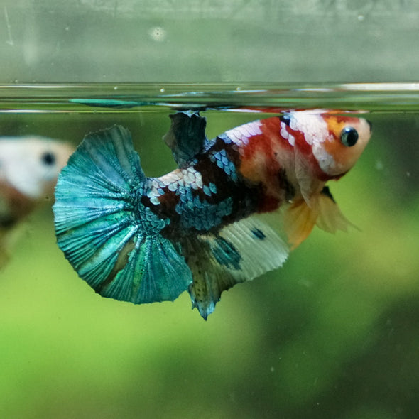 Multicolor/Galaxy Koi Plakat -11 weeks Old