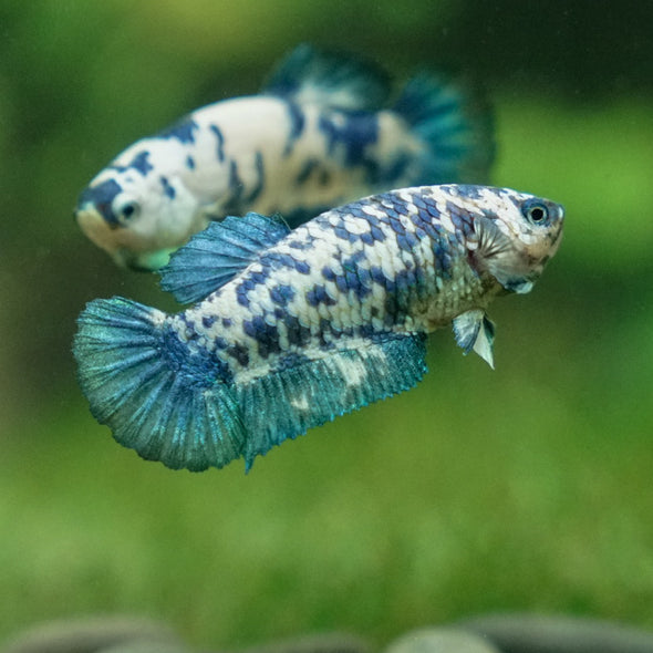 Blue/Green Dalmatian Plakat- Female