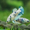 Blue/Green Dalmatian Plakat- Female