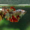 Multicolor/ Galaxy Koi Halfmoon - Female- 14 Weeks Old