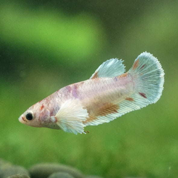 Candy Koi Plakat- Female- 9 Weeks Old