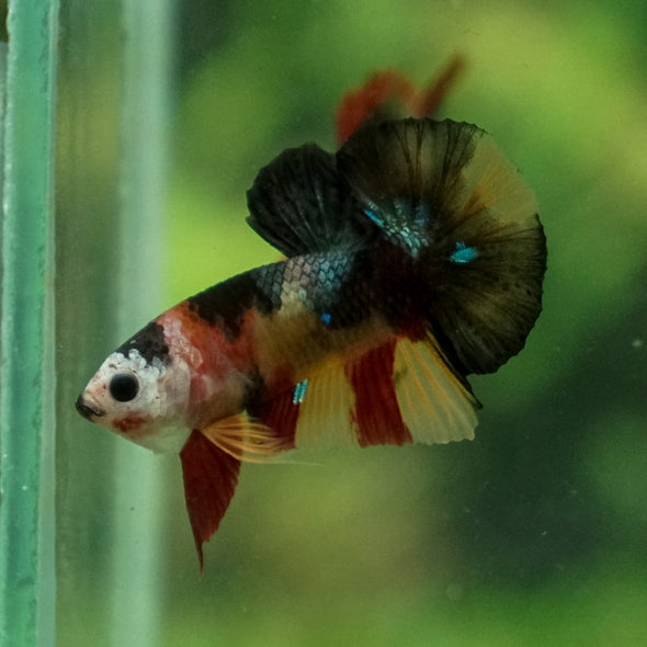 Multicolor/Galaxy Koi Plakat -11 weeks Old