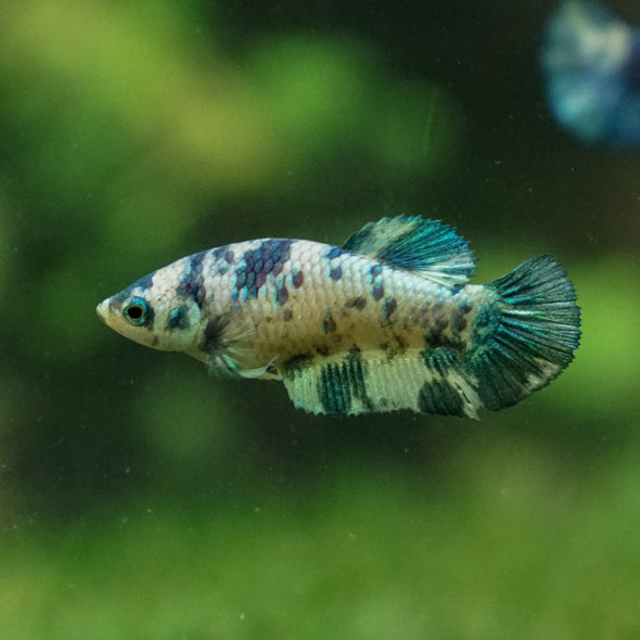 Blue/Green Dalmatian Plakat- Female