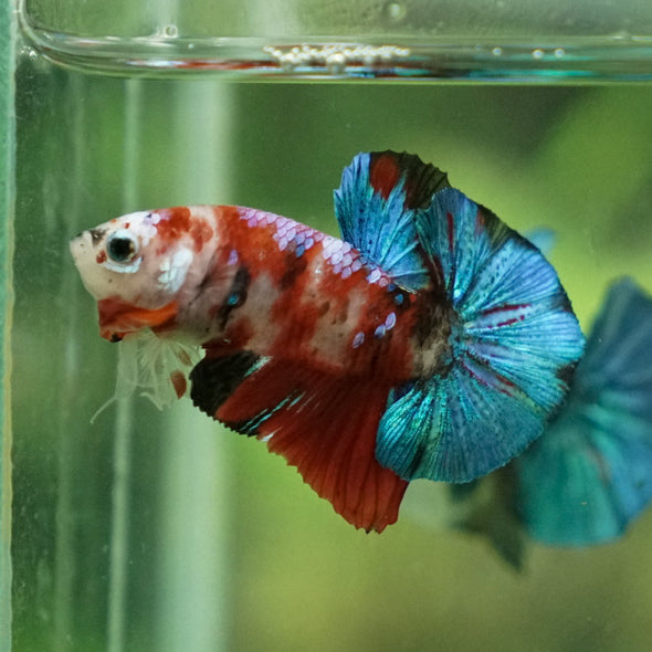 Multicolor/Galaxy Koi Plakat -11 weeks Old