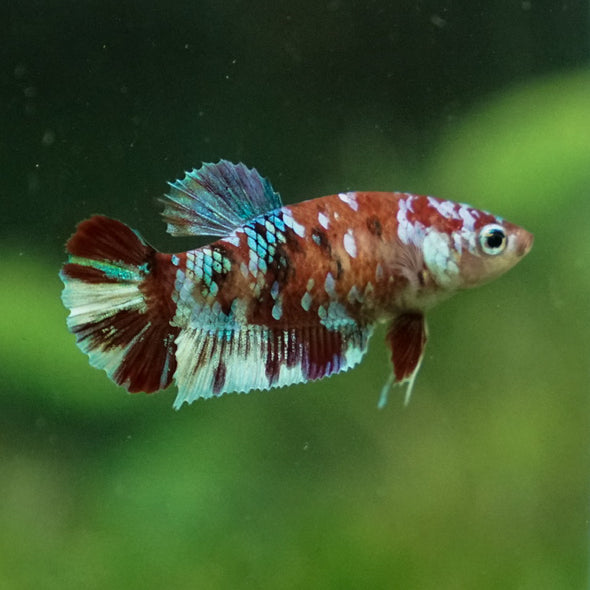 Multicolor/ Galaxy Koi Plakat- Female- 13 Weeks Old