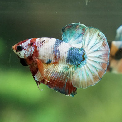 Multicolor/Galaxy Koi Plakat -11 weeks Old