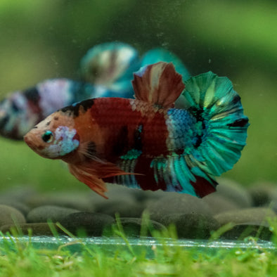 Multicolor/Galaxy Koi Plakat -13 weeks Old