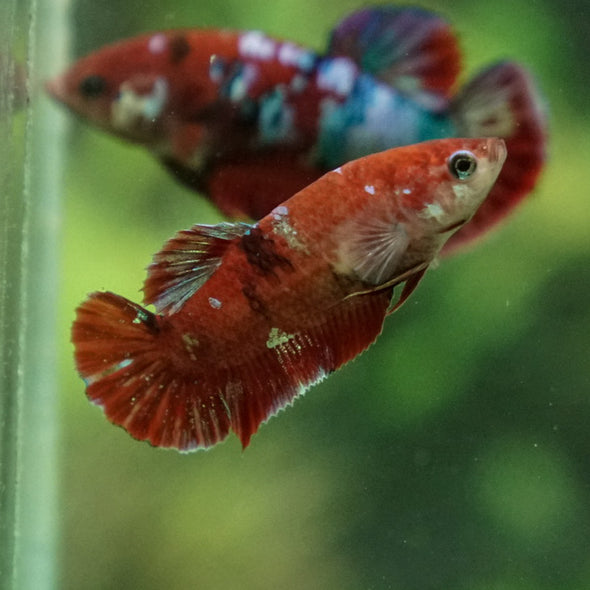 Multicolor/ Galaxy Koi Plakat- Female- 13 Weeks Old