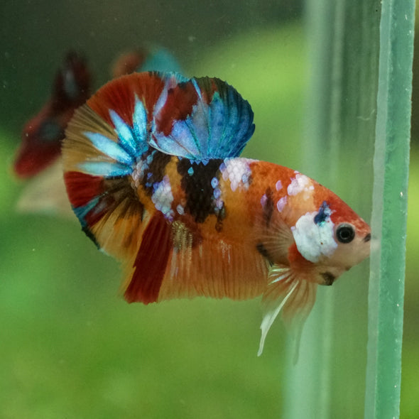 Multicolor/Galaxy Koi Plakat -13 weeks Old