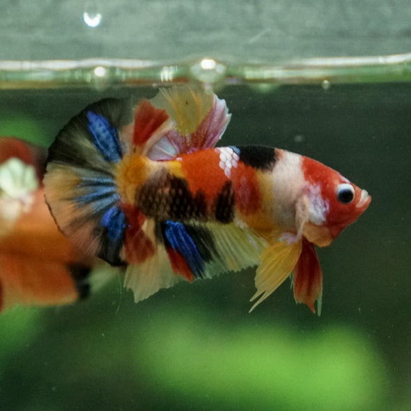 Multicolor/Galaxy Koi Plakat -11 weeks Old