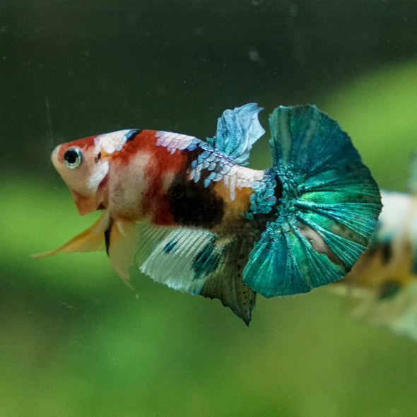 Multicolor/Galaxy Koi Plakat -11 weeks Old