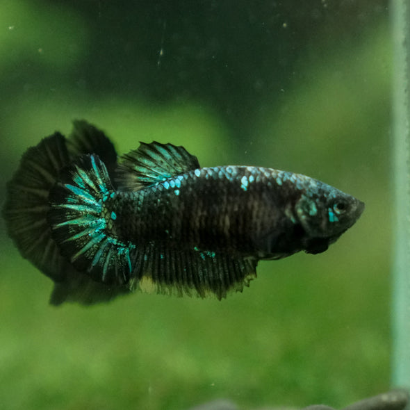 Black Galaxy Koi (Avatar) Halfmoon - Female- 13 Weeks Old