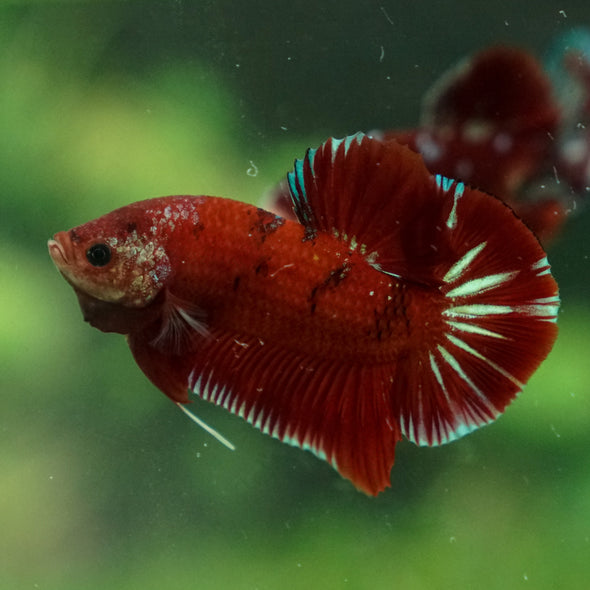 Multicolor/Galaxy Koi Plakat -13 weeks Old