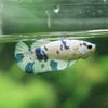 Blue/Green Dalmatian Plakat- Female