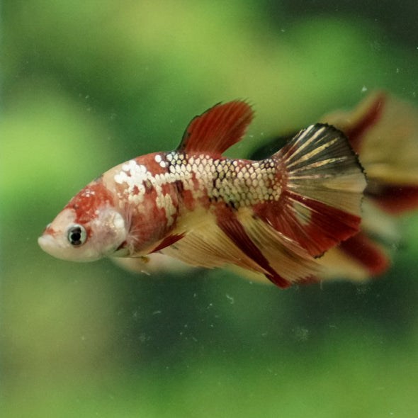 Multicolor/ Galaxy Koi Halfmoon - Female- 14 Weeks Old