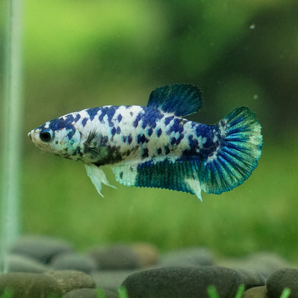 Blue/Green Dalmatian Plakat- Female