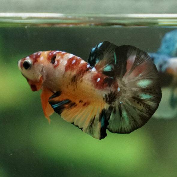 Multicolor/Galaxy Koi Plakat -11 weeks Old