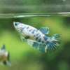 Blue/Green Dalmatian Plakat- Female