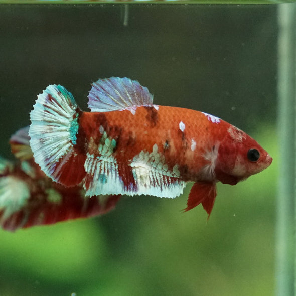 Multicolor/ Galaxy Koi Plakat- Female- 13 Weeks Old