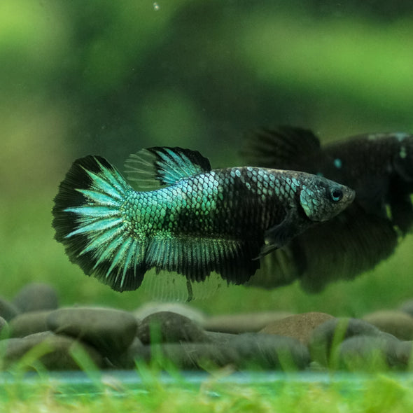 Black Galaxy Koi (Avatar) Halfmoon - Female- 13 Weeks Old