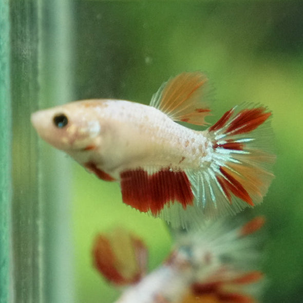 Multicolor/ Galaxy Koi Halfmoon - Female- 13 Weeks Old