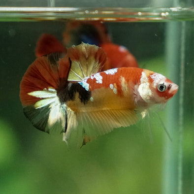 Multicolor/Galaxy Koi Plakat -12 weeks Old