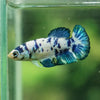 Blue/Green Dalmatian Plakat- Female