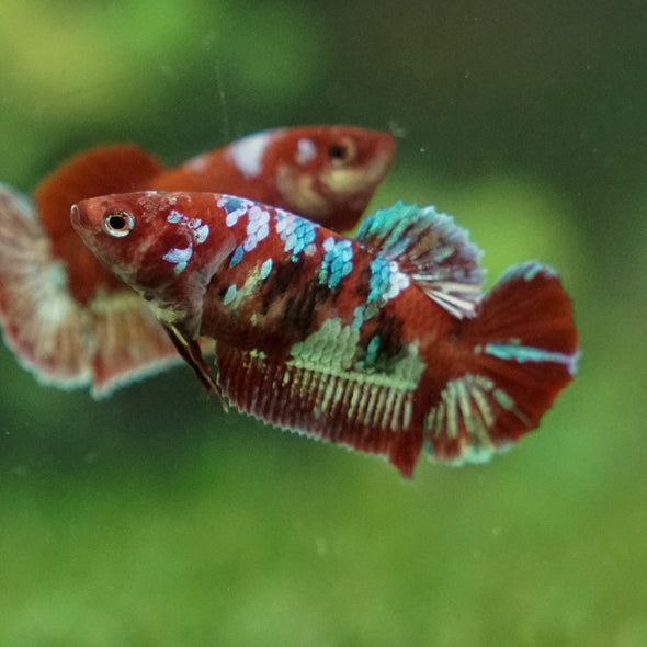 Multicolor/ Galaxy Koi Plakat- Female- 13 Weeks Old